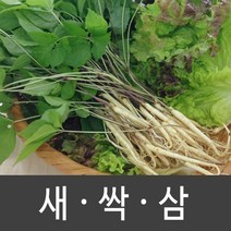 장성 새싹삼 새싹인삼 특 대 중 소, 1box, 중 (70뿌리)