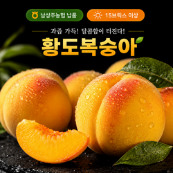 [경북상주] 새벽수확 농장직송 당일배송 15브릭스 황도복숭아, 1박스, 4kg (14~18과내외)