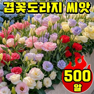 겹꽃도라지 씨앗 혼합
