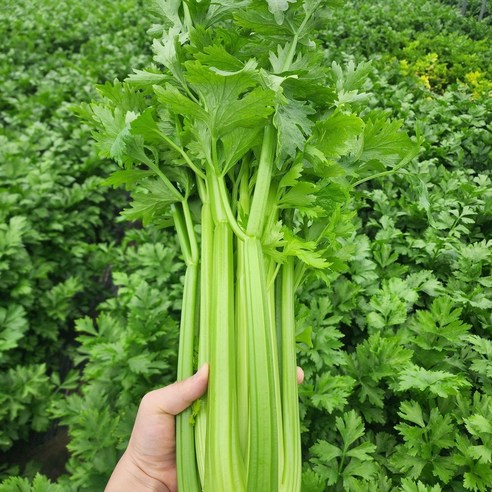 [제니네 제철과일] 산지직송 아삭한 국산 샐러리 제철채소, 5kg, 1개, 5L