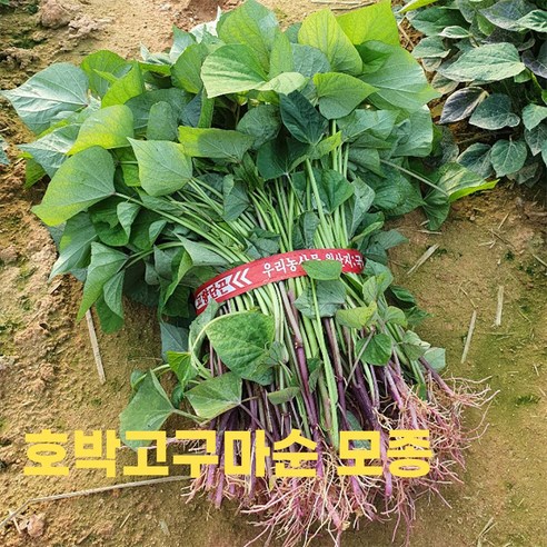 호박고구마모종 호풍미 고구마순 종자업등록 농장재배 지정일도착 튼실한 고구마싹, 1박스, (호풍미)호박고구마순 모종 10kg