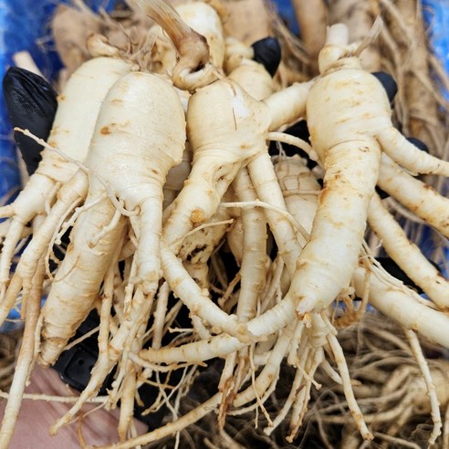 신선 실속 풍기인삼 1kg 750g 500g 300g 6년근 5년근 무료배송 세척인삼 한보인삼사, 300g, 1개