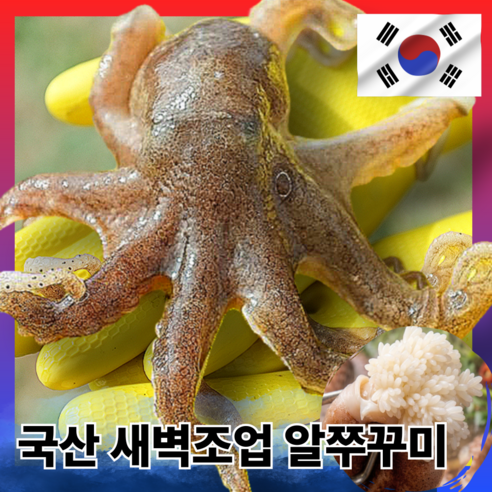 [새벽조업] 국산 알쭈꾸미 알배기 생물 국내산 쭈꾸미 활쭈꾸미 1kg