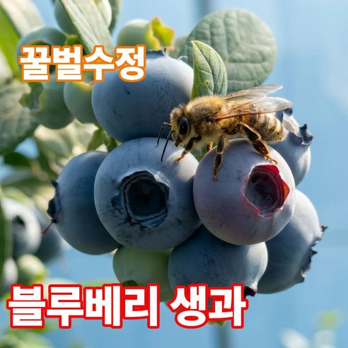 더맛곳간 국산 블루베리 생과 생블루베리 국내산 아침수확 당일발송