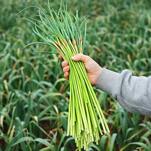 2026년 국내산 햇 마늘쫑 특품, 1개, 1kg
