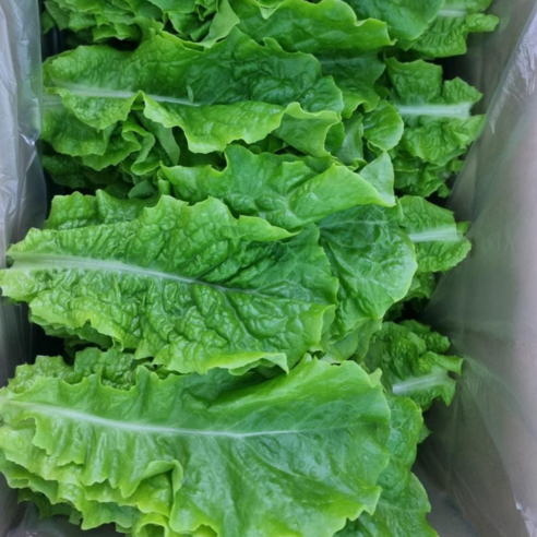 (쌈바쌈바)  산지 직배송 청상추 1,2,4 kg [국산:경남고성군]