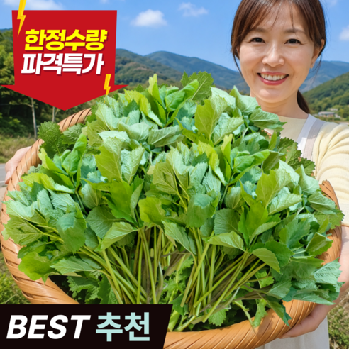 [산지직송] 입맛돋는 강원도 어수리나물 어수리