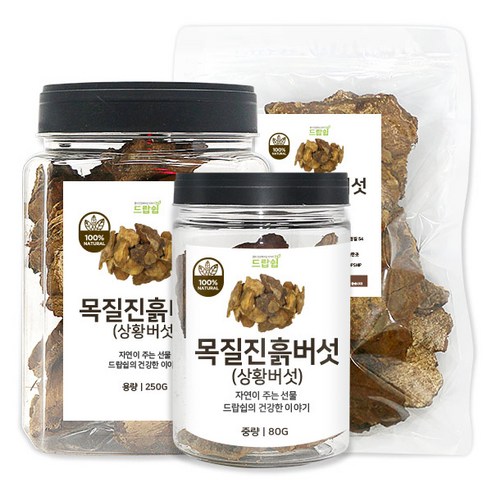 드랍쉽 목질진흙버섯(상황버섯) 모음