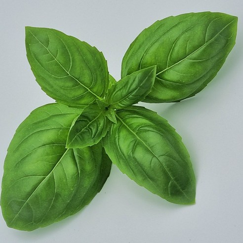 안산팜 스위트바질 50 g