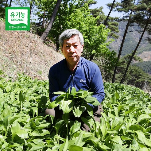 친환경마음밭 지리산 유기농 산마늘 생 명이나물 장아찌 제철 봄 나물