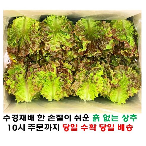 (쌈바쌈바) 산지 직배송 꽃상추 1,2,4 kg[국산:경남고성군], 4kg, 1개