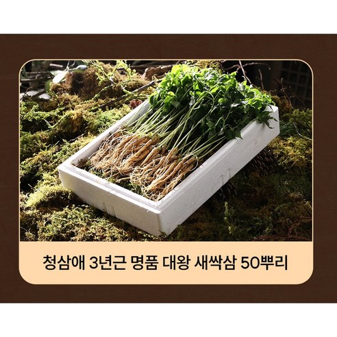 [정흥채-임꺽정 새싹삼]청삼애 3년근 명품 대왕 새싹삼