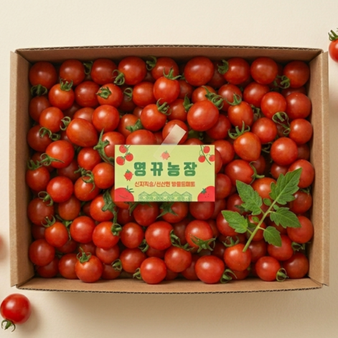 산지직송 대추 방울토마토 가정용 당도선별 당일수확 무료배송), 1개, [대가족] 4kg