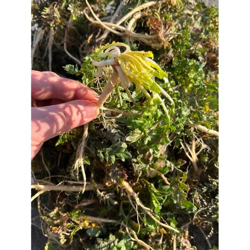 동명팜 봄향기 국산 세척 냉이 나물