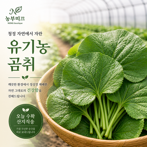 농부띠끄 농장직송 꼼꼼선별 GAP 인증받은 강원도 곰취나물, 1박스, 1kg