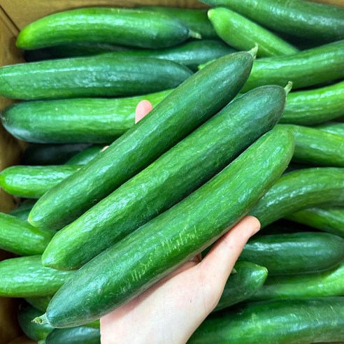 스마일프레쉬 아삭삭한 스낵오이 미니오이, 1개, 미니오이 3kg(30개내외)