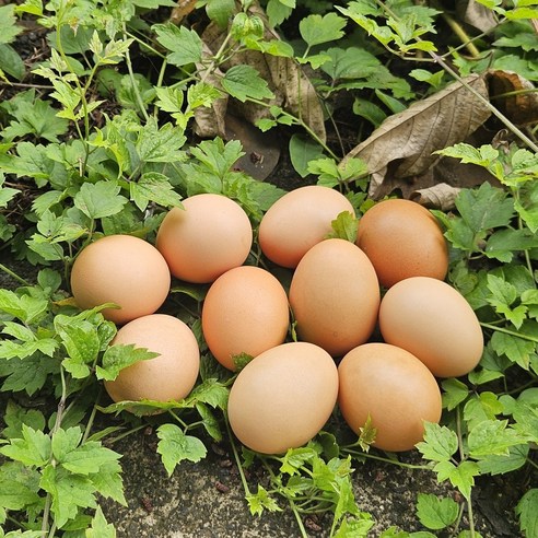[제니네 제철과일] [SG] 산지발송 자연방사 난각 1번 홍삼란 제니네 추천, 1개, 20구