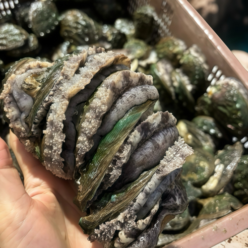 파도스토리 완도전복 2kg 왕특대 직거래 산지직송 선물세트 손질칼 증정, 2세트, 2kg(왕톡대 12-14미)