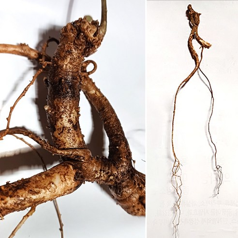 신토불이 자연산 작품용 암벽도라지 /내륙 장생도라지 / 선물용/담금용/작품용, 1개, 중