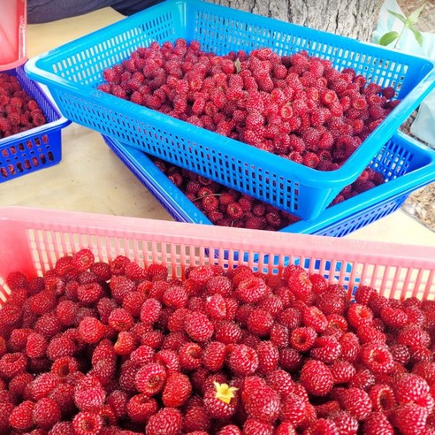 제철과일 새벽수확 산딸기 생과 신선함 보장, 1개, 250g