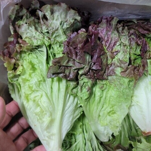 상추 꽃상추 적포기 2kg