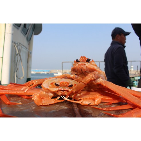[선주직송] 산지직 포항 구룡포  국대수산 프리미엄 박달품질보증