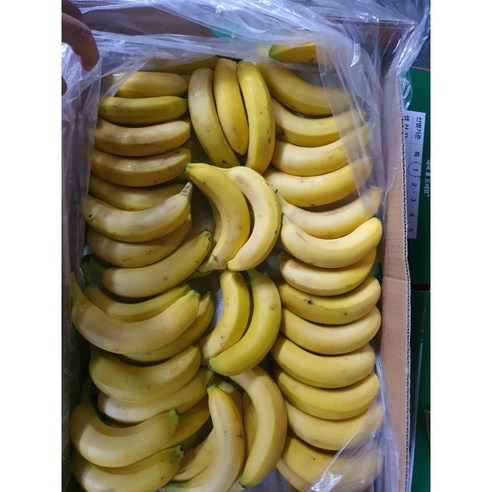 실속형 고당도 낱발 바나나 3kg 6kg 13kg [원산지:원산지:수입산(필리핀/페루/에콰도르/콜롬비아/베트낭 등)]