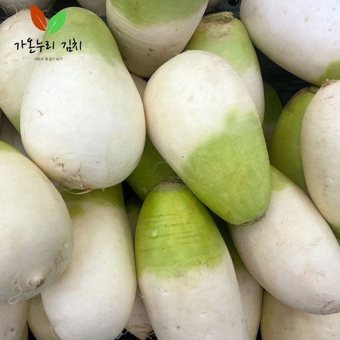 제주월동무 세척무 2kg, 1개