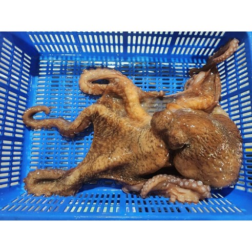 동해안 활 참문어 1kg (피문어)  가다리/ 국내산 생물 문어 / 산지직송 / 신선 해산물 / 아이스포장