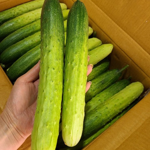 특품 신선한 백오이 지오이 백다다기오이 2kg(10개내외),3kg(15개내외),6kg(30개내외),10kg(45-50개)