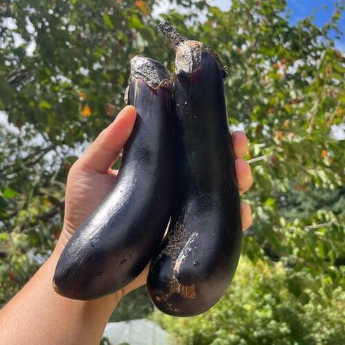 국내산 산지직송 당일수확 여주 싱싱한 가지