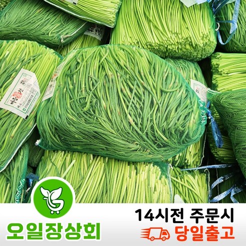 국내산 햇 마늘쫑 500G, 1KG, 2KG, 3KG, 5KG 내외
