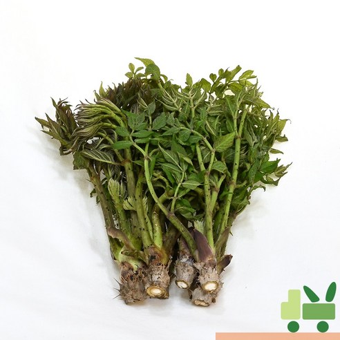 사라상회 두릅 (산두릅 참두릅) 1kg (장아찌)