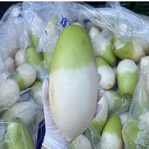노씨고집 산지직송 제주 세척 월동무, 1개, 5kg 내외