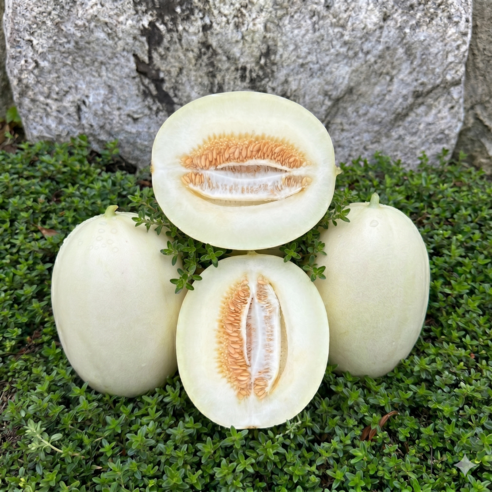 [프리미엄]아삭달콤 산지직송 고당도 고령 설향메론
