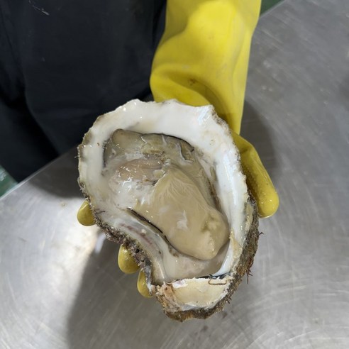 [제니네 제철과일] 통영 산지직송 자연산 바위굴 벚굴, 1개, 5kg (5~8미 내외)