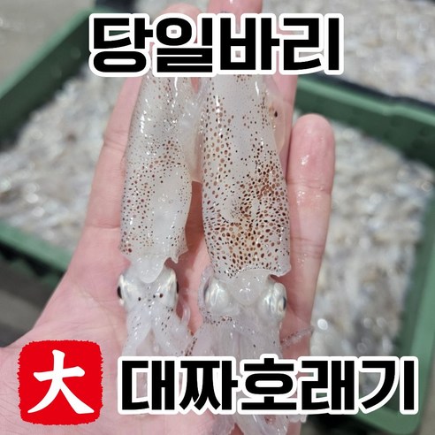 [한정수량] 대왕 호래기 횟감 생물 산지직송