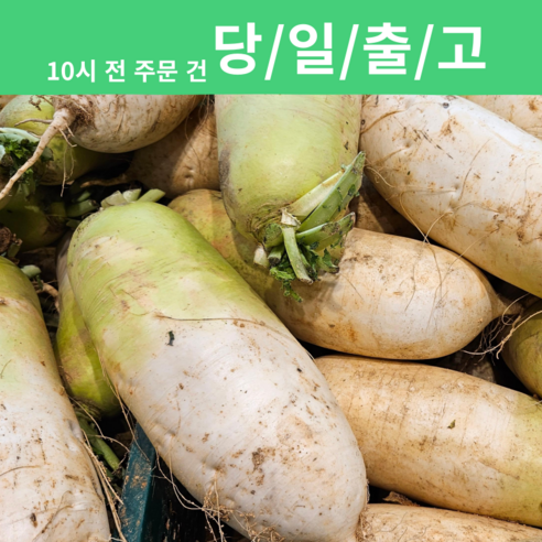무 아삭 달큰 시원한 국내산 제주 직송 월동무 [신흥유통][산지직송][무료배송]
