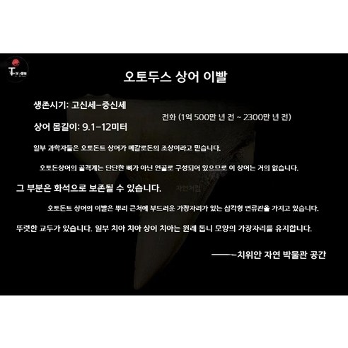 고대 상어 메갈로돈 이빨 화석 실물 표본 전시 수집용 해양 화석, ECS 무작위 스타일
