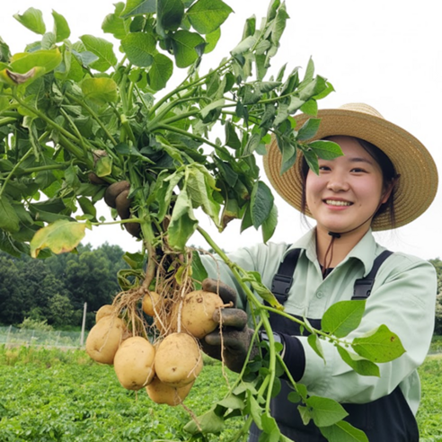산지직송 국내산 햇 수미 감자, 10kg, 1박스