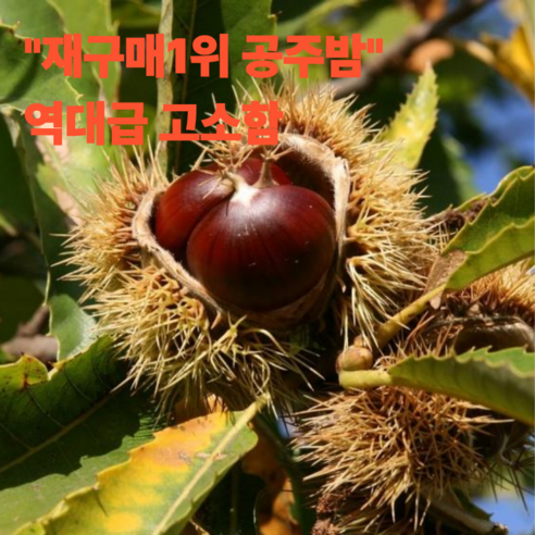 재구매1위 산지직송 공주밤 프리미엄 특품