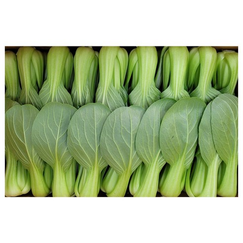 야채왕 싱싱한 청경채 중량별 200g/500g/1kg/2kg/4kg, 1개, 500g, 1개