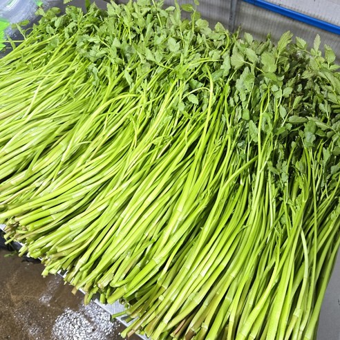특품 무농약 맥반석 미나리, 1kg, 1박스