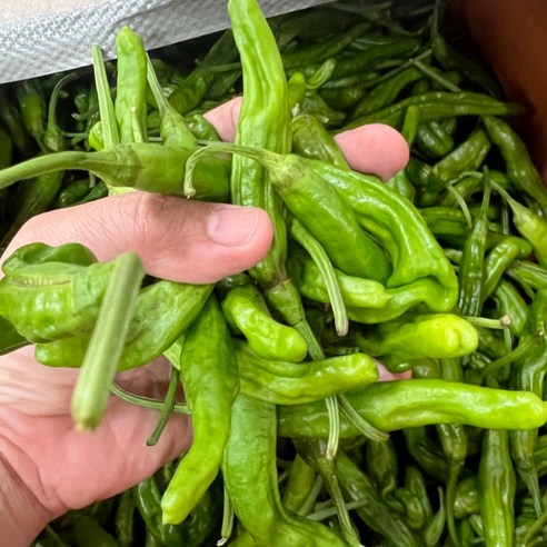 국내산 꽈리고추 못난이 찜 햇고추 500g, 1개