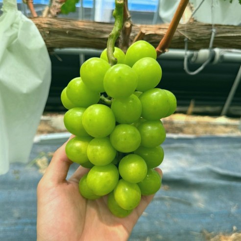 샤인머스캣 프리미엄 고당도 망고포도 선물세트 수출용 가정용 2kg 4kg