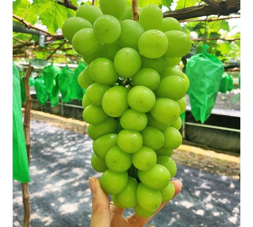 망고 보관 방법