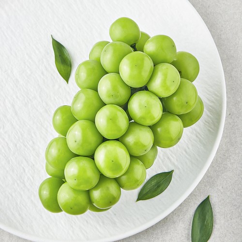 [로켓프레시] 영길팜 당도선별 샤인머스캣, 500g, 1개