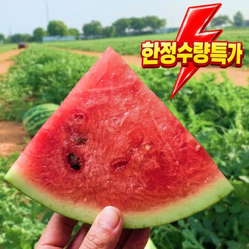 [고당도] 하우스 수박 달콤한 제철수박 산지직송, 6~7kg, 1개