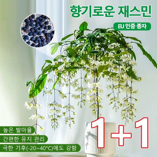 1+1【향기가 멀리 퍼집니다】강렬한 향의 매달린 재스민 씨앗