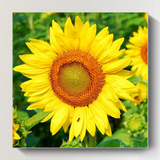 f24148f57c342b644f95eeaecb723277bf897c6b816a05ca66973266be5c.png